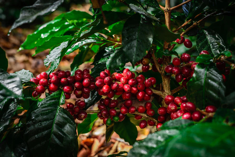 Honduras Zopilote Natural - 12 oz